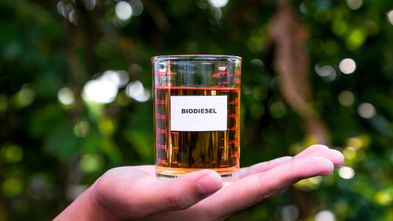 Biodiesel sample held up to the camera