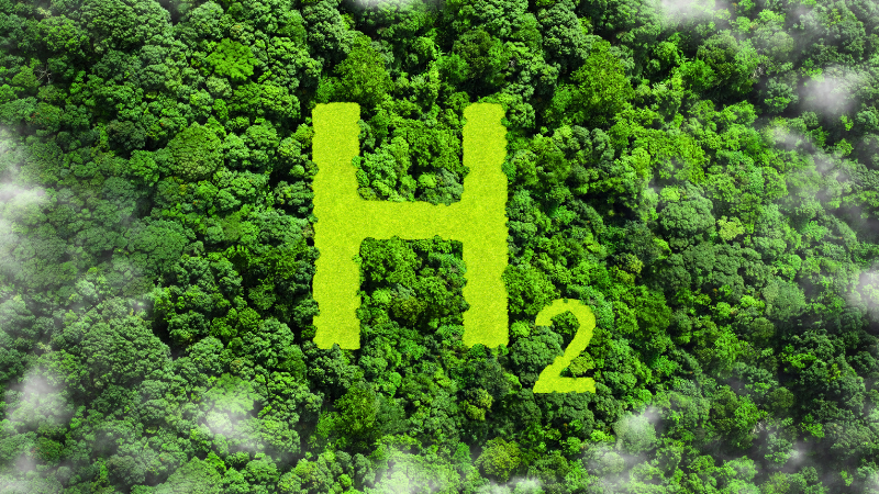 H2 cut into forest canopy